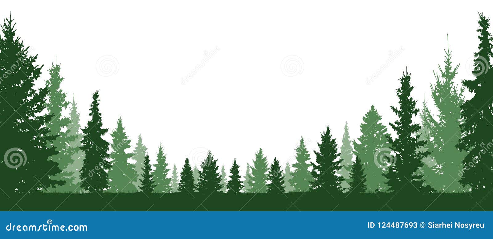 forest evergreen, coniferous trees, silhouette  background.