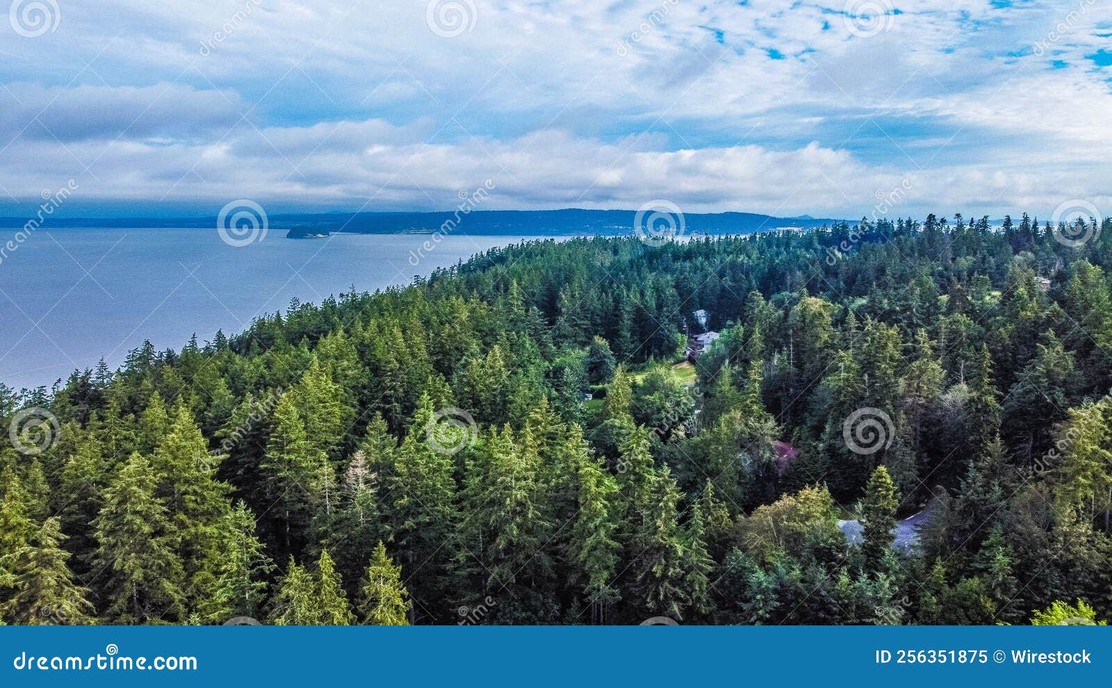 Forest with Fir Trees with a Lake on the Side Stock Image Image of