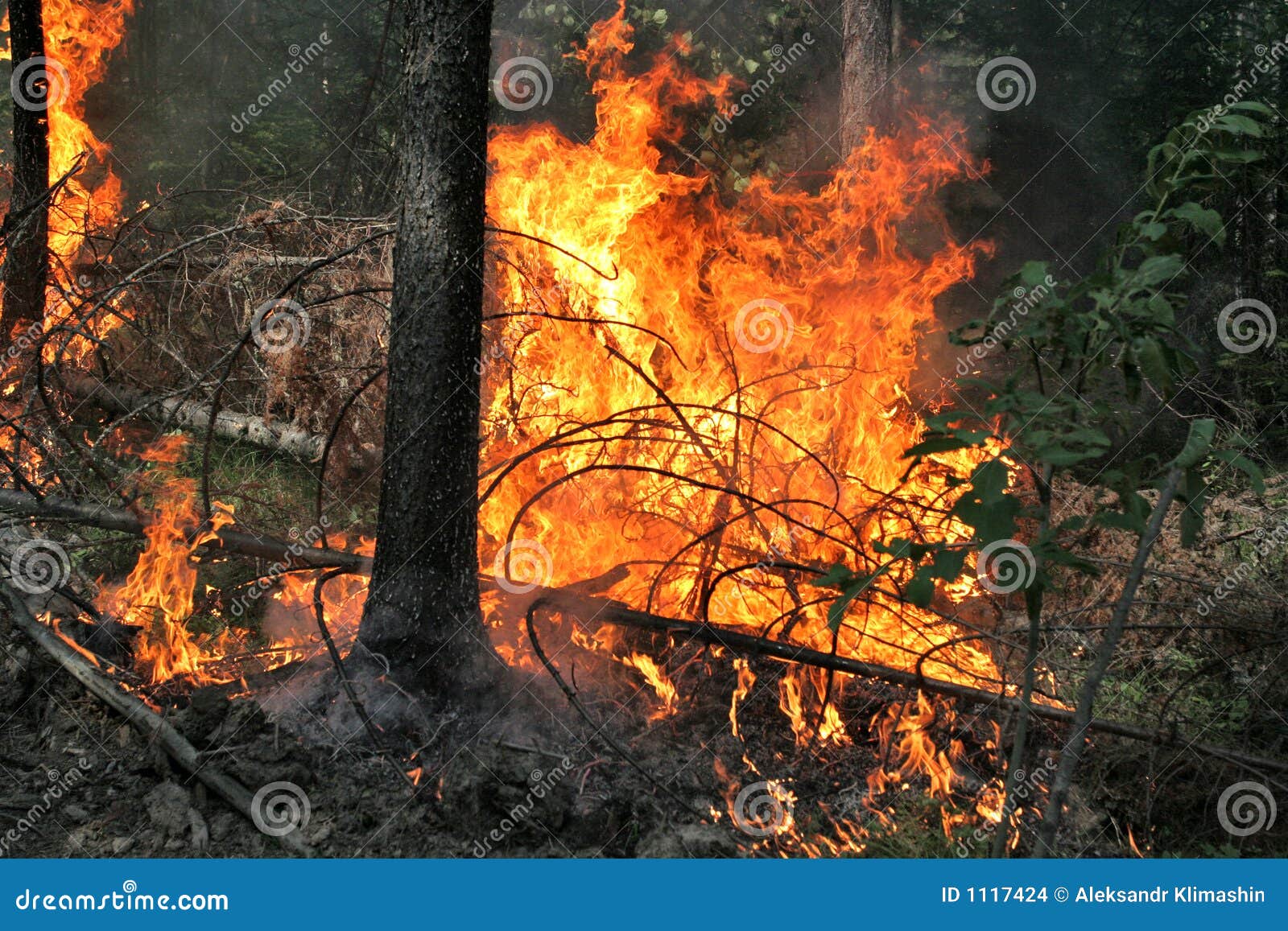 Forest fire stock photo. Image of burns, fire, forest 1117424
