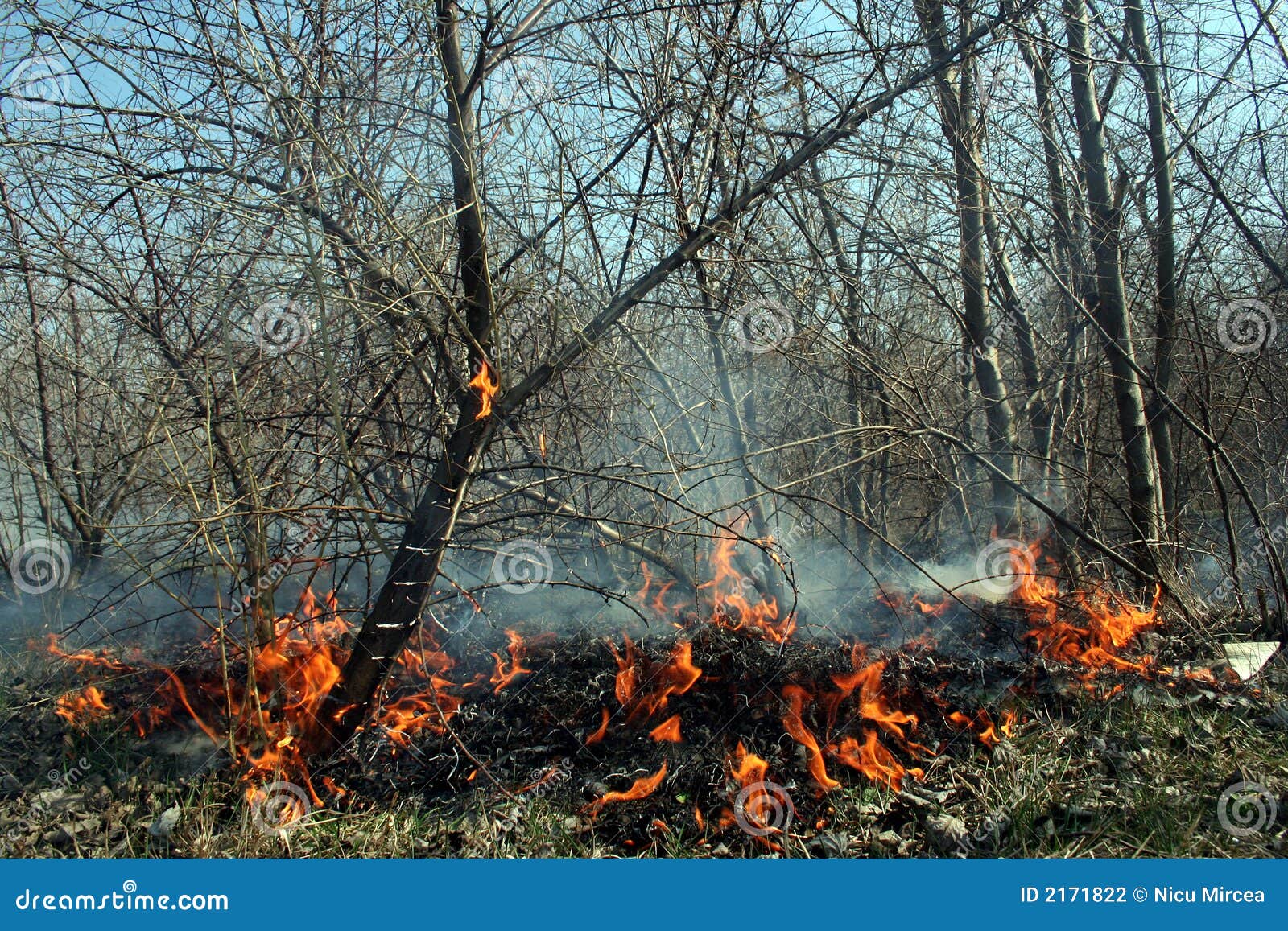Forest fire stock photo. Image of ashes, paccident, wood 2171822