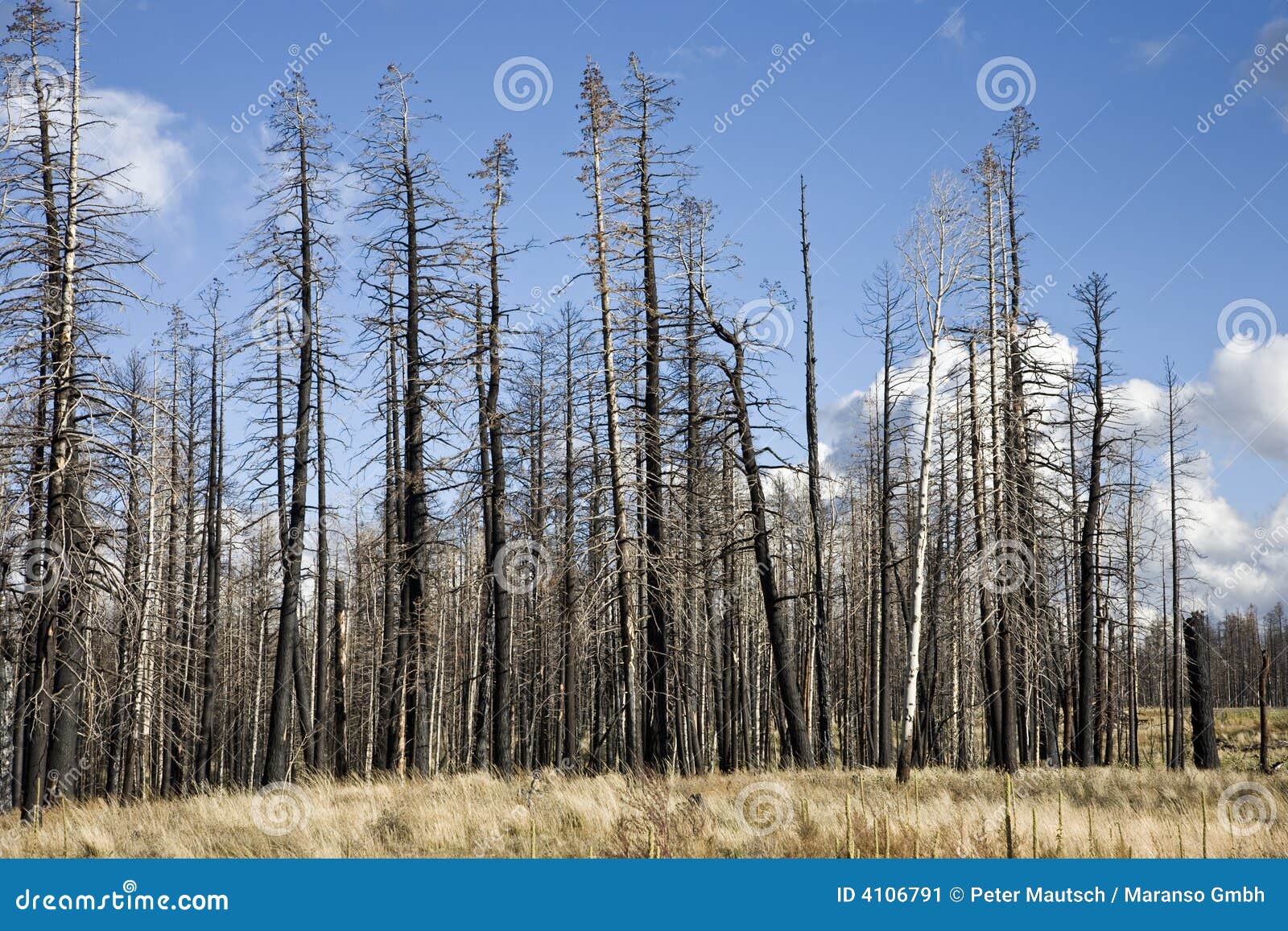 forest fire (ag)