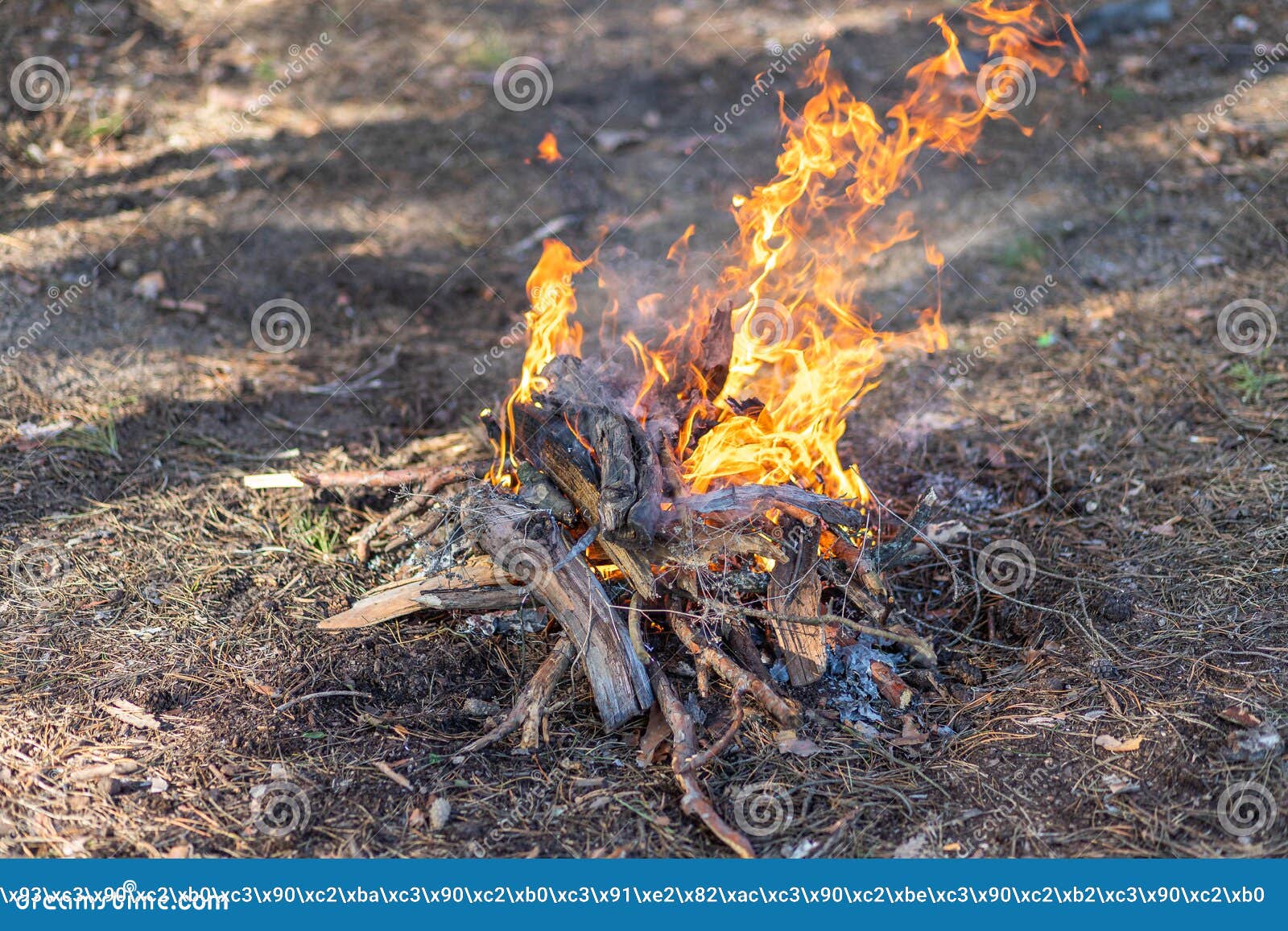 Forest Fire. Bonfire that Burns in a Park Area. Ecological Catastrophy ...