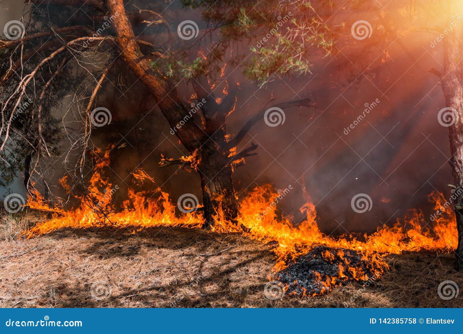 Forest Fire, Brennender Baum Des Verheerenden Feuers in Der Roten Und