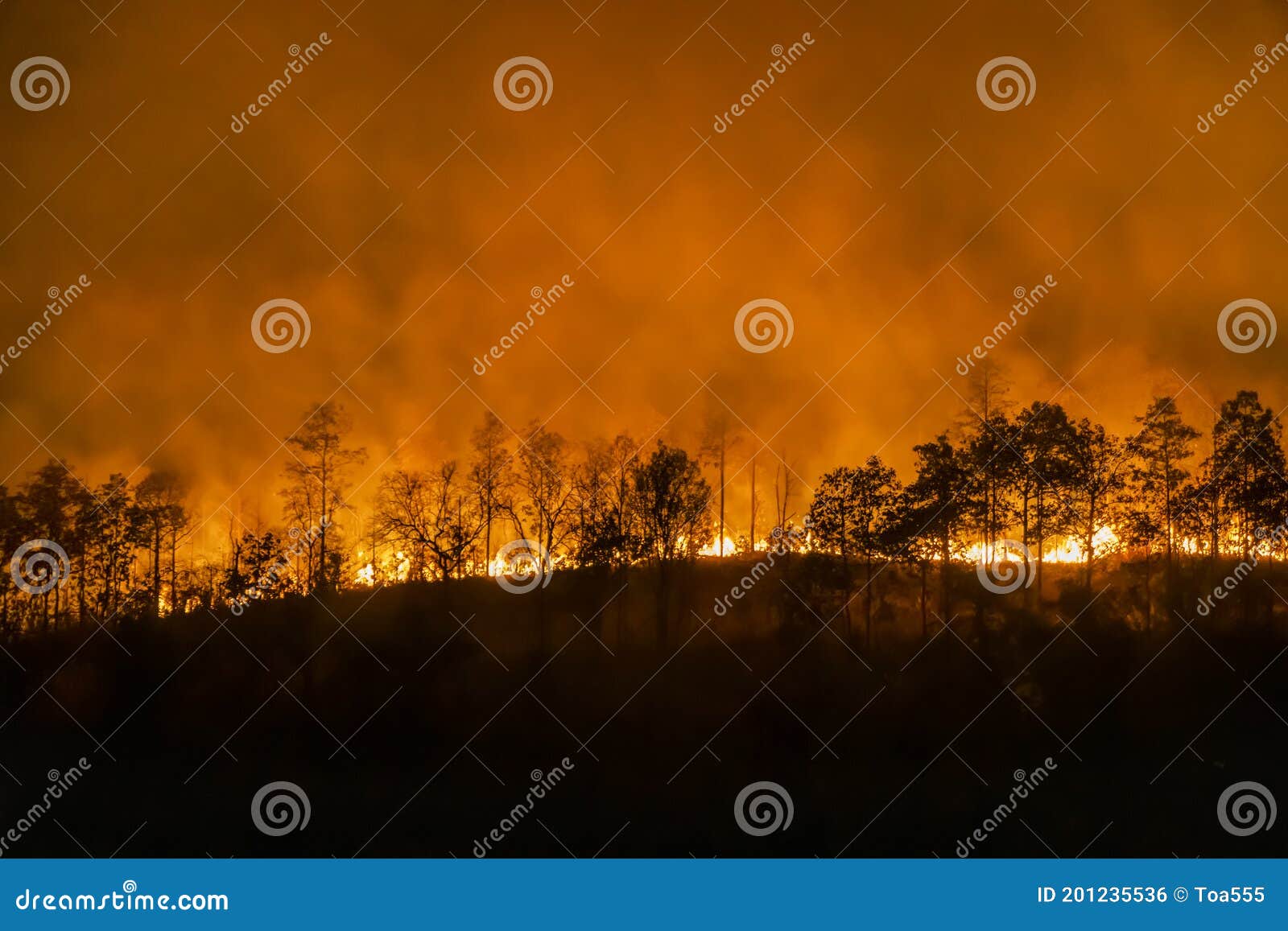 Forest Fire Disaster Burning Caused by Humans Stock Photo Image of