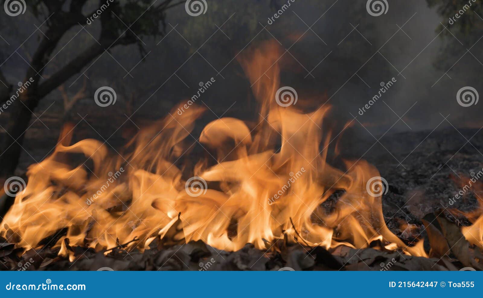 Forest Fire Disaster Burning Caused by Human Stock Video Video of