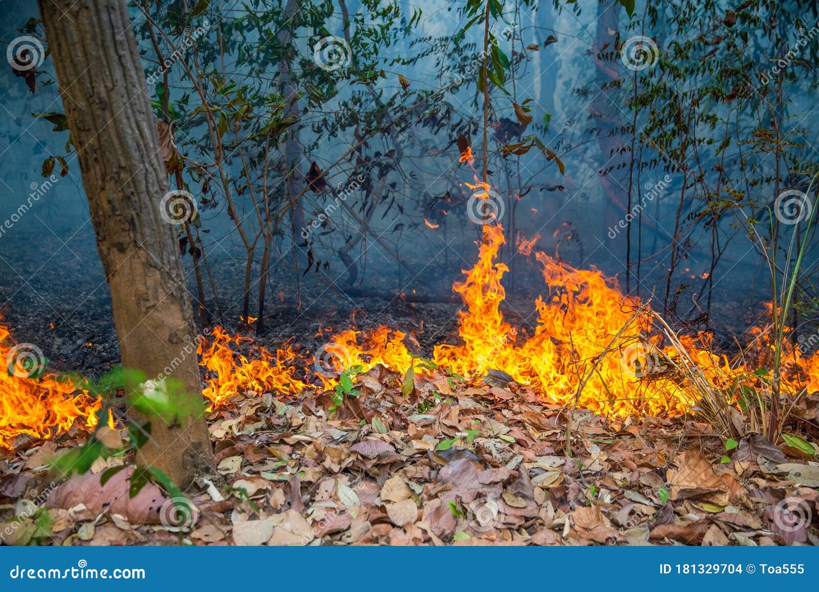 Forest Fire Disaster is Burning Caused by Human Stock Photo Image of