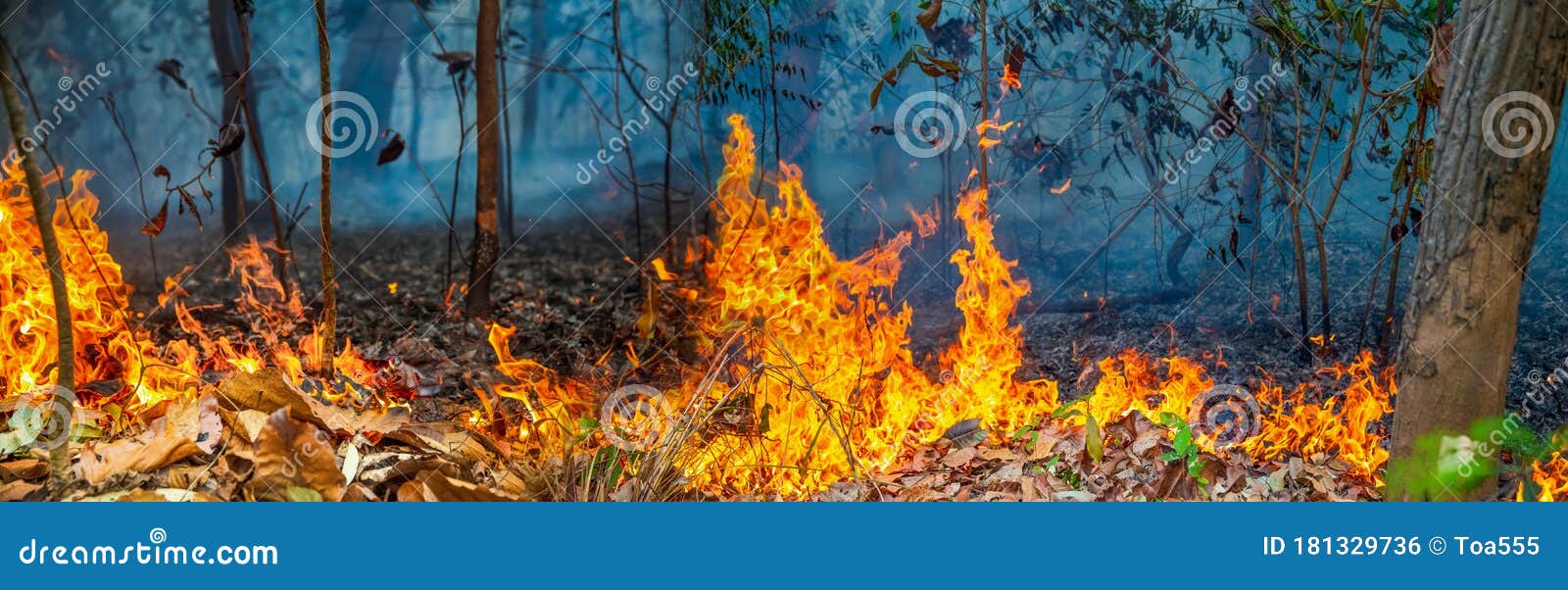 Forest Fire Disaster is Burning Caused by Human Stock Photo Image of