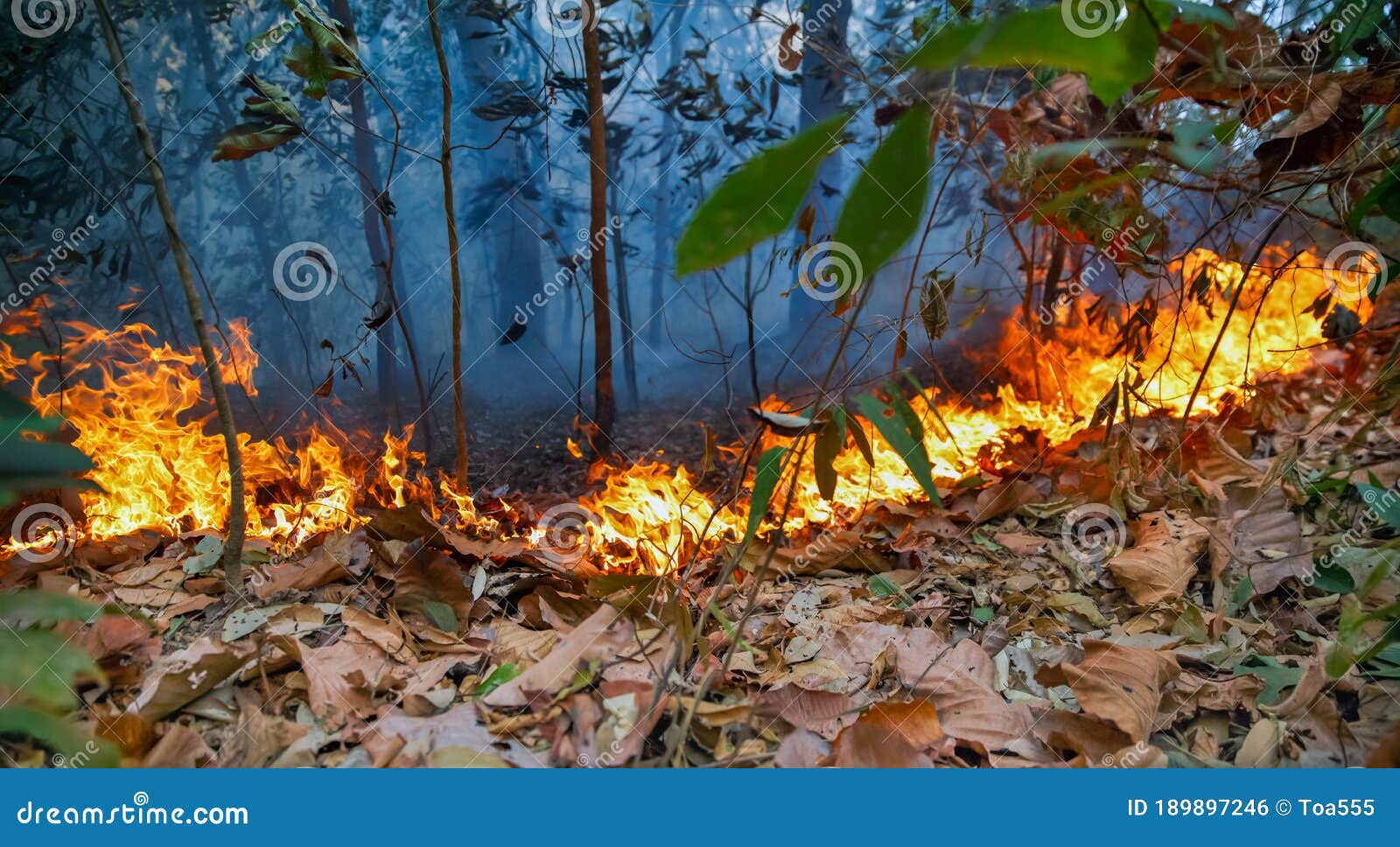 Forest Fire Disaster is Burning Caused by Humans Stock Photo Image of