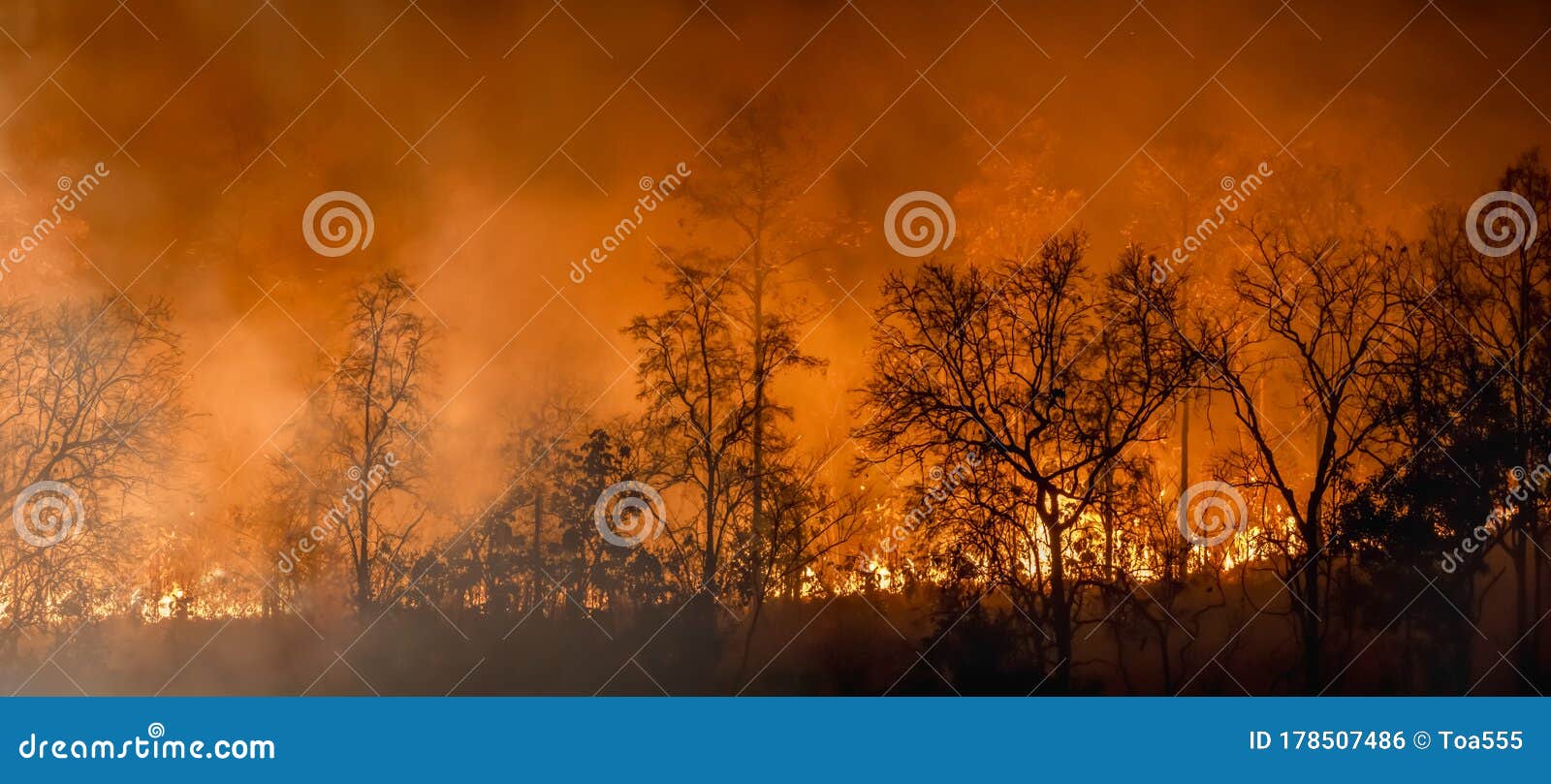 Forest Fire Disaster is Burning Caused by Humans Stock Photo Image of