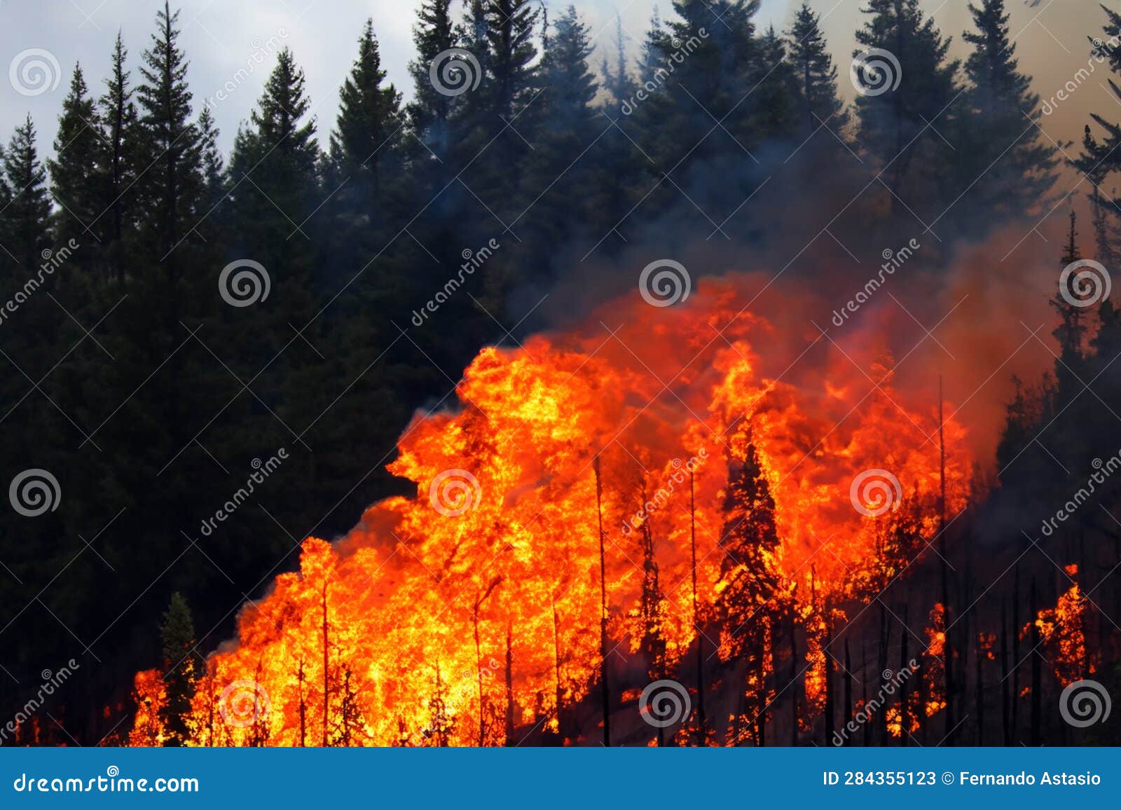 forest fire. forest fire in progress. wildfire. large flames of forest fire. incendio forestal. canada