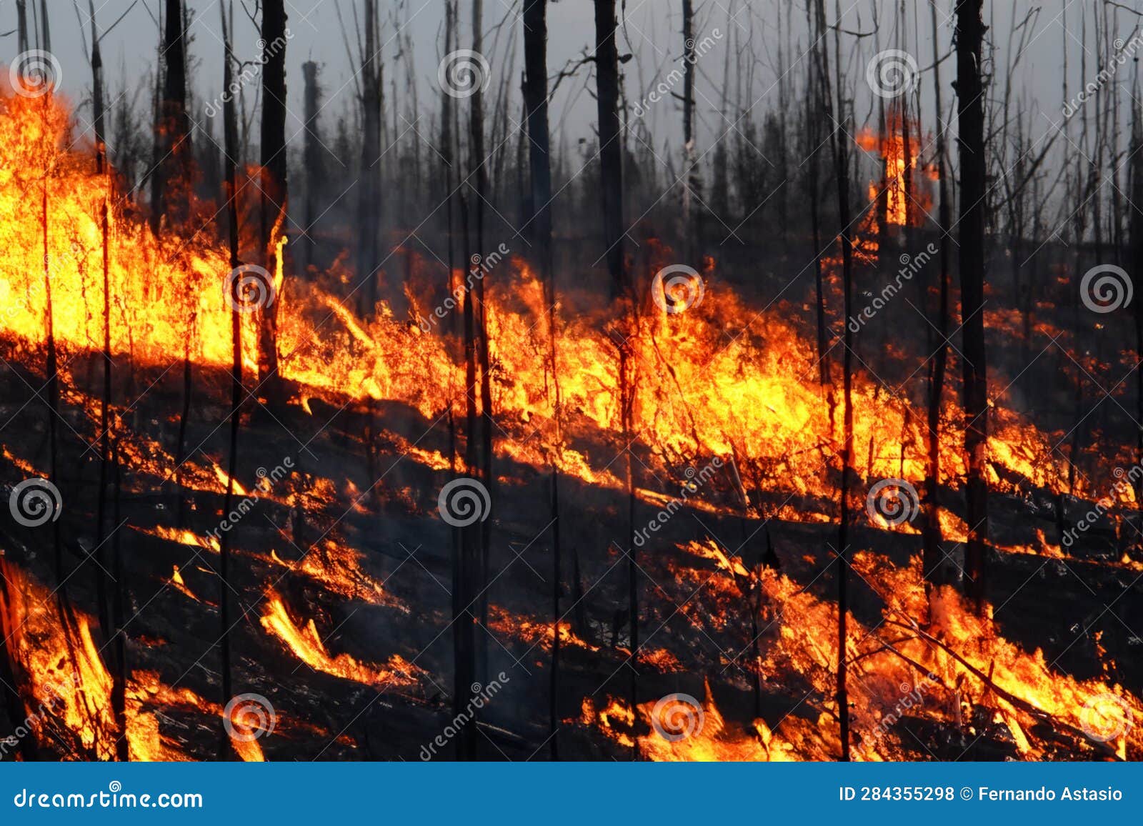 forest fire. forest fire in progress. wildfire. large flames of forest fire. incendio forestal. canada