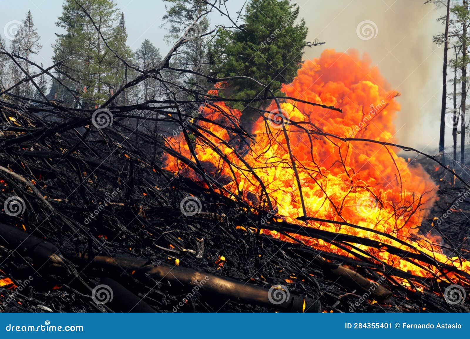 forest fire. forest fire in progress. wildfire. large flames of forest fire. incendio forestal. hawaii