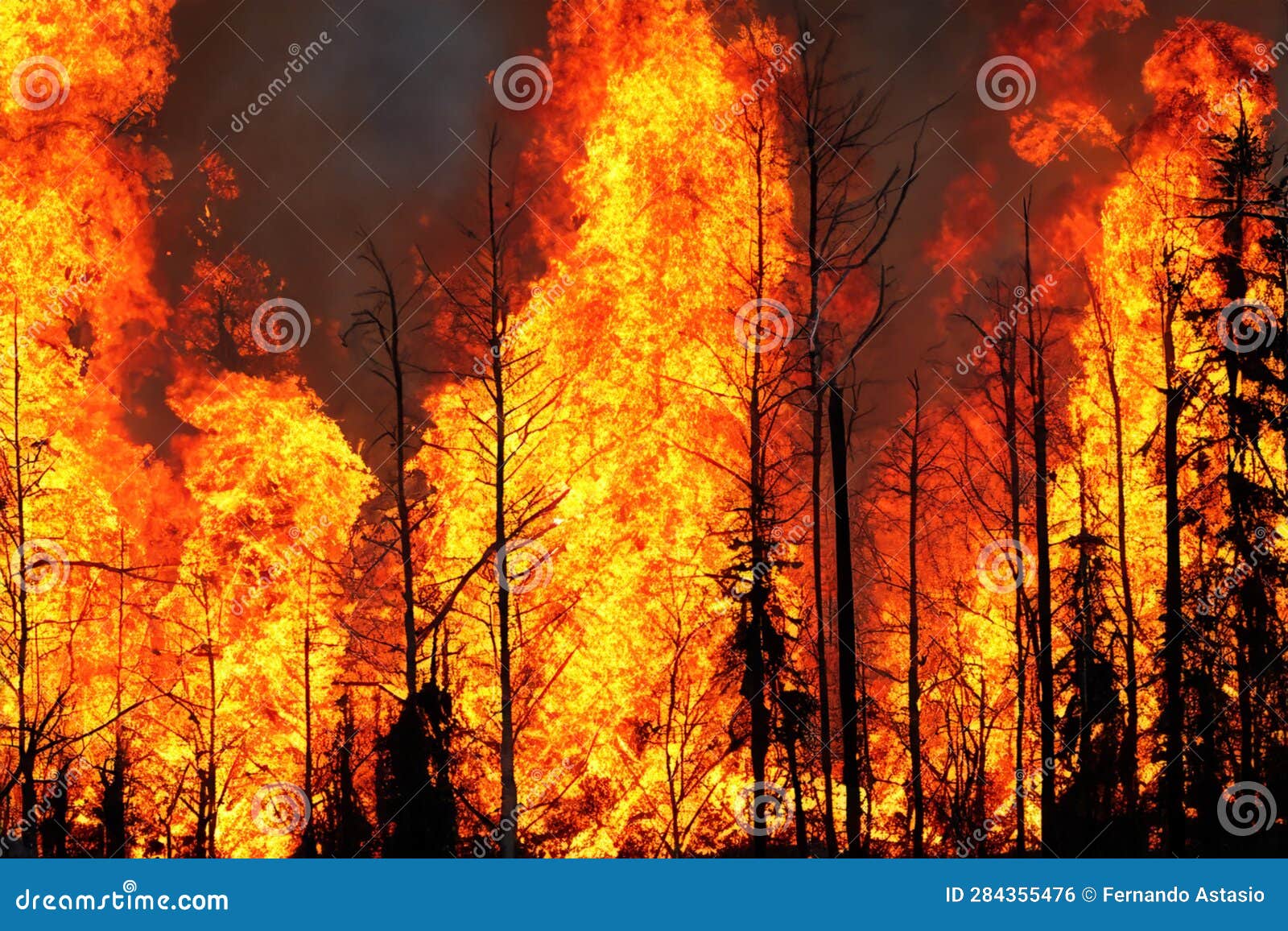 forest fire. forest fire in progress. wildfire. large flames of forest fire. incendio forestal. hawaii