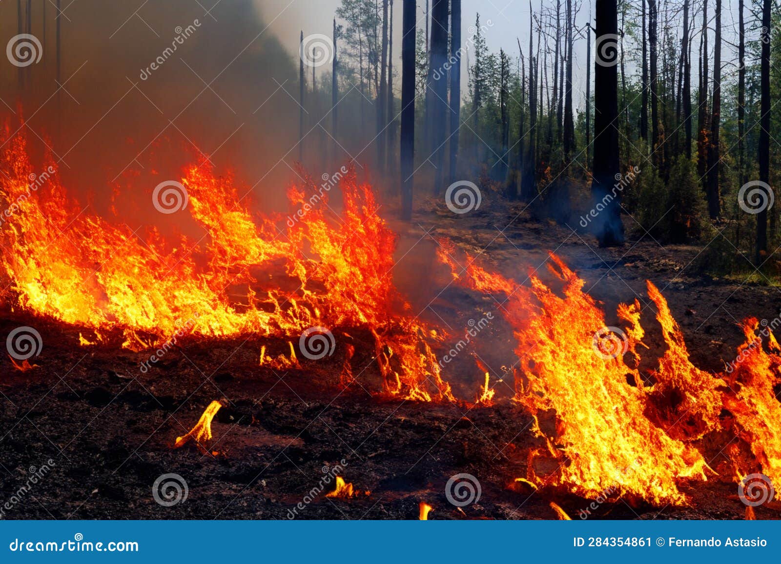 forest fire. forest fire in progress. wildfire. large flames of forest fire. incendio forestal. canada