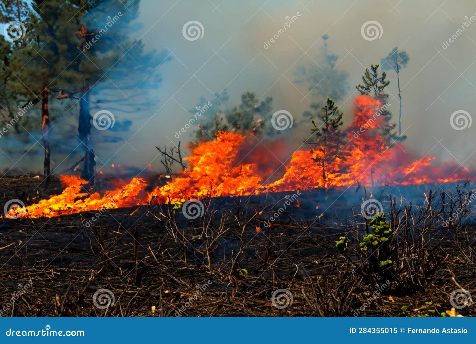 forest fire. forest fire in progress. wildfire. large flames of forest fire. incendio forestal. canada