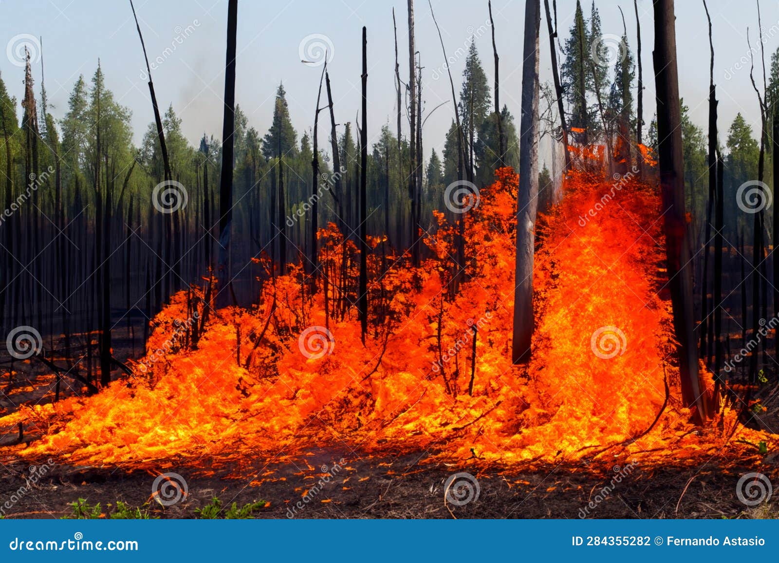 forest fire. forest fire in progress. wildfire. large flames of forest fire. incendio forestal. canada