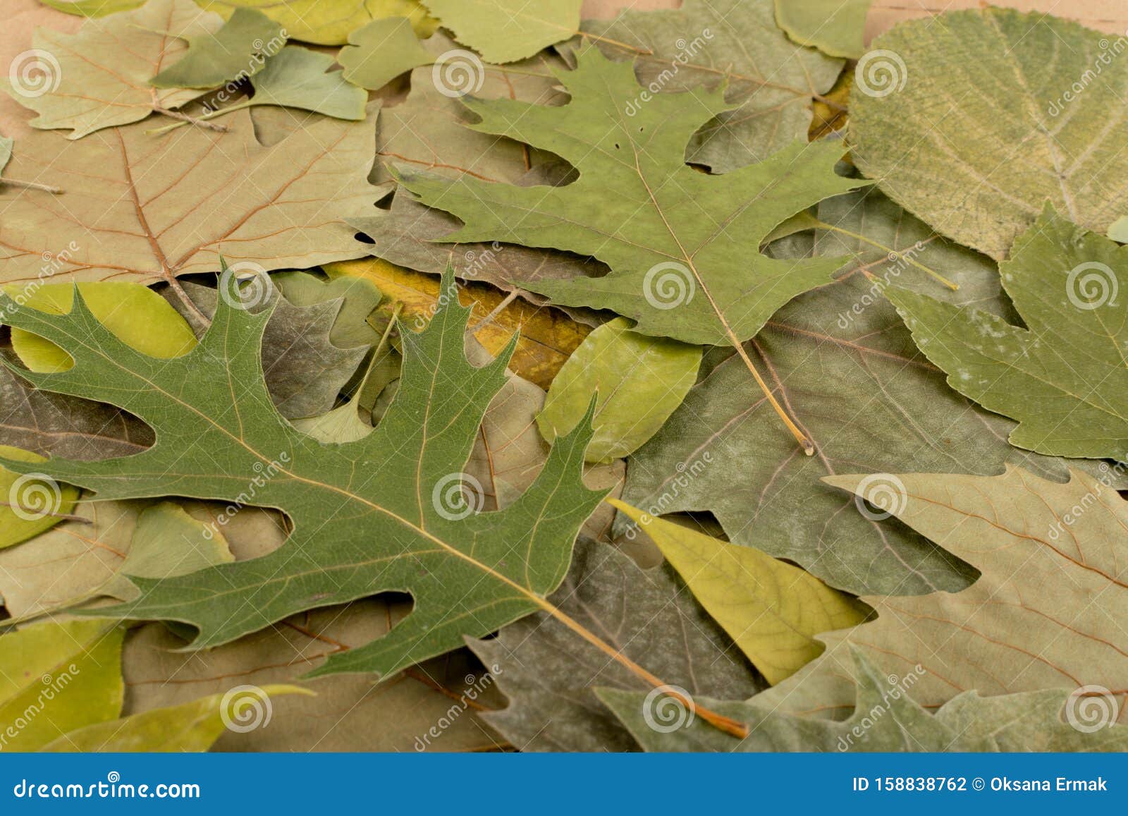 Flat Dried Leaves Or Forest Floor In Camouflage Colors Stock Photo