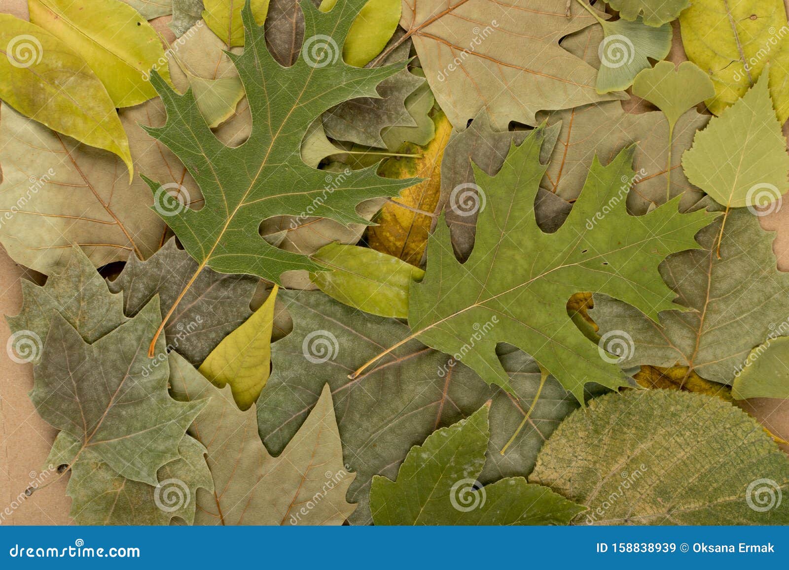 Flat Dried Leaves Or Forest Floor In Camouflage Colors Stock Image