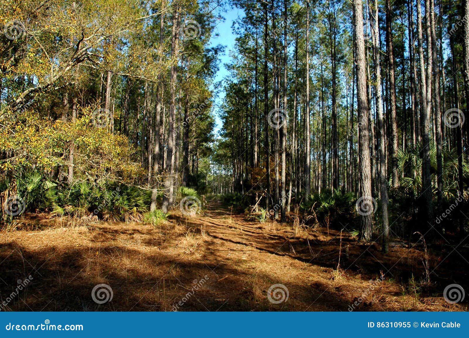 Forest in florida stock image. Image of florida, water 86310955