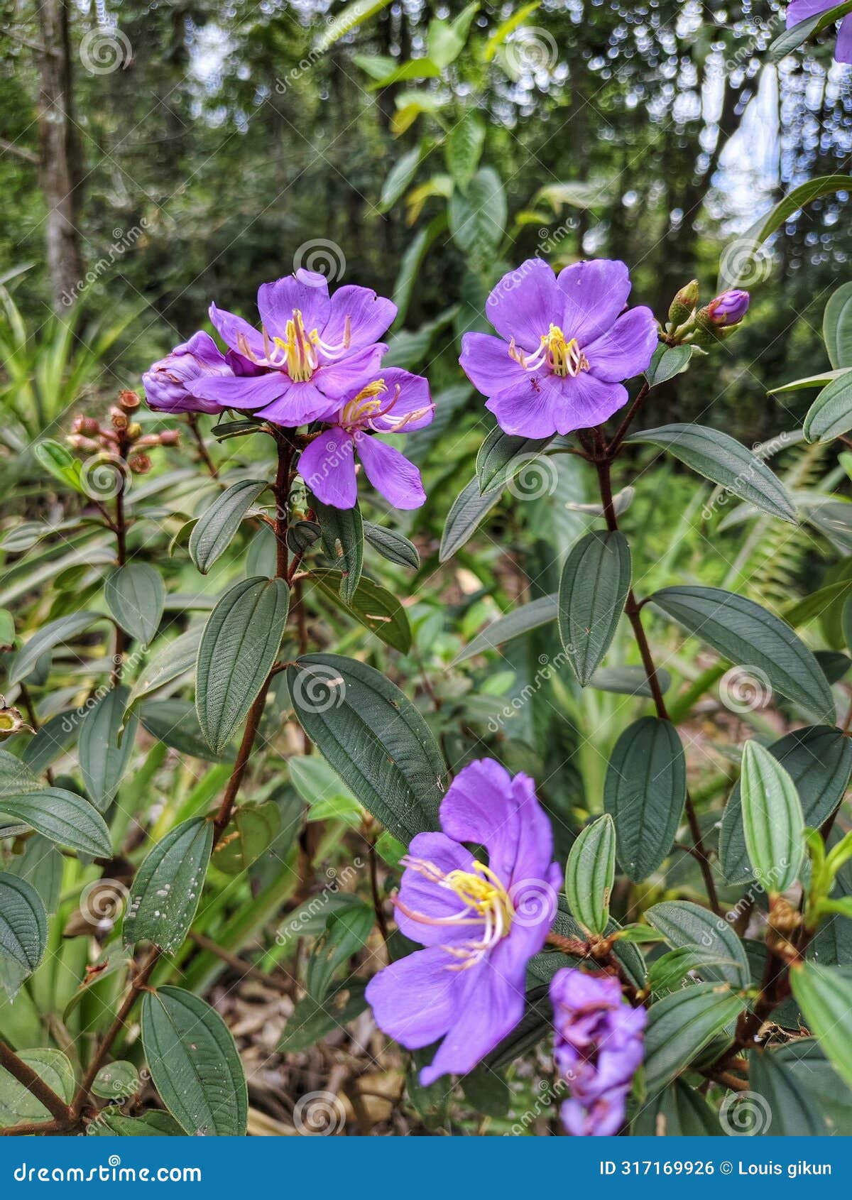 forest flowers are already blooming