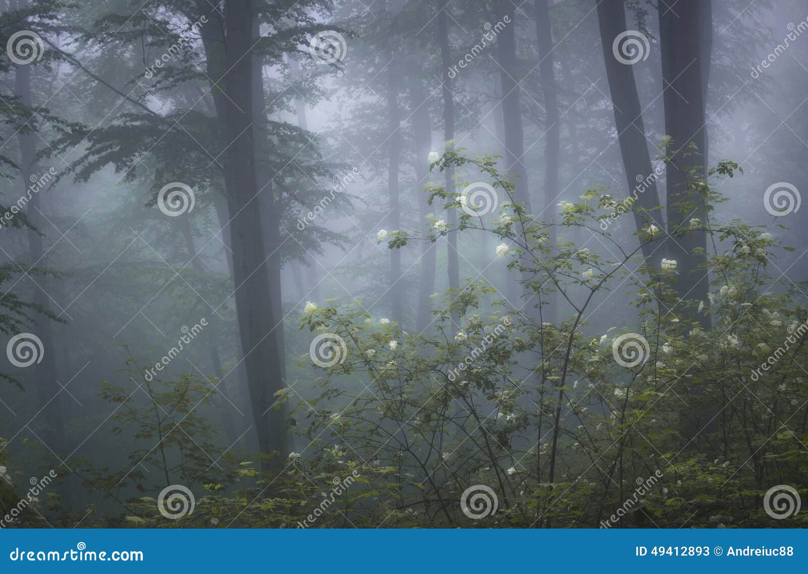 Forest with Fog and Flowers in Bloom Stock Image Image of nature, adventure 49412893