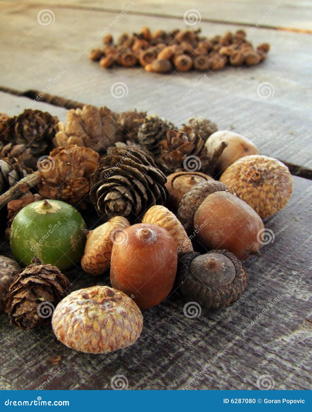 Forest Food stock photo. Image of forest, acorn, diet 6287080
