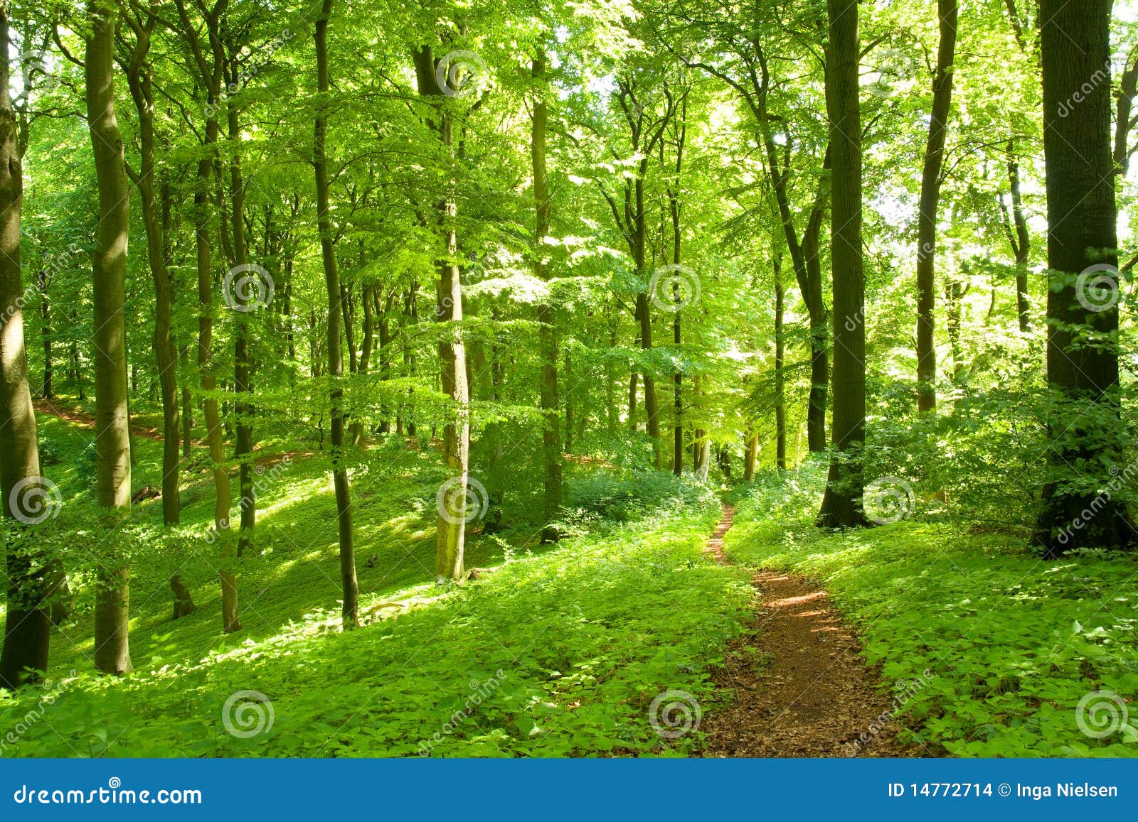 forest footpath