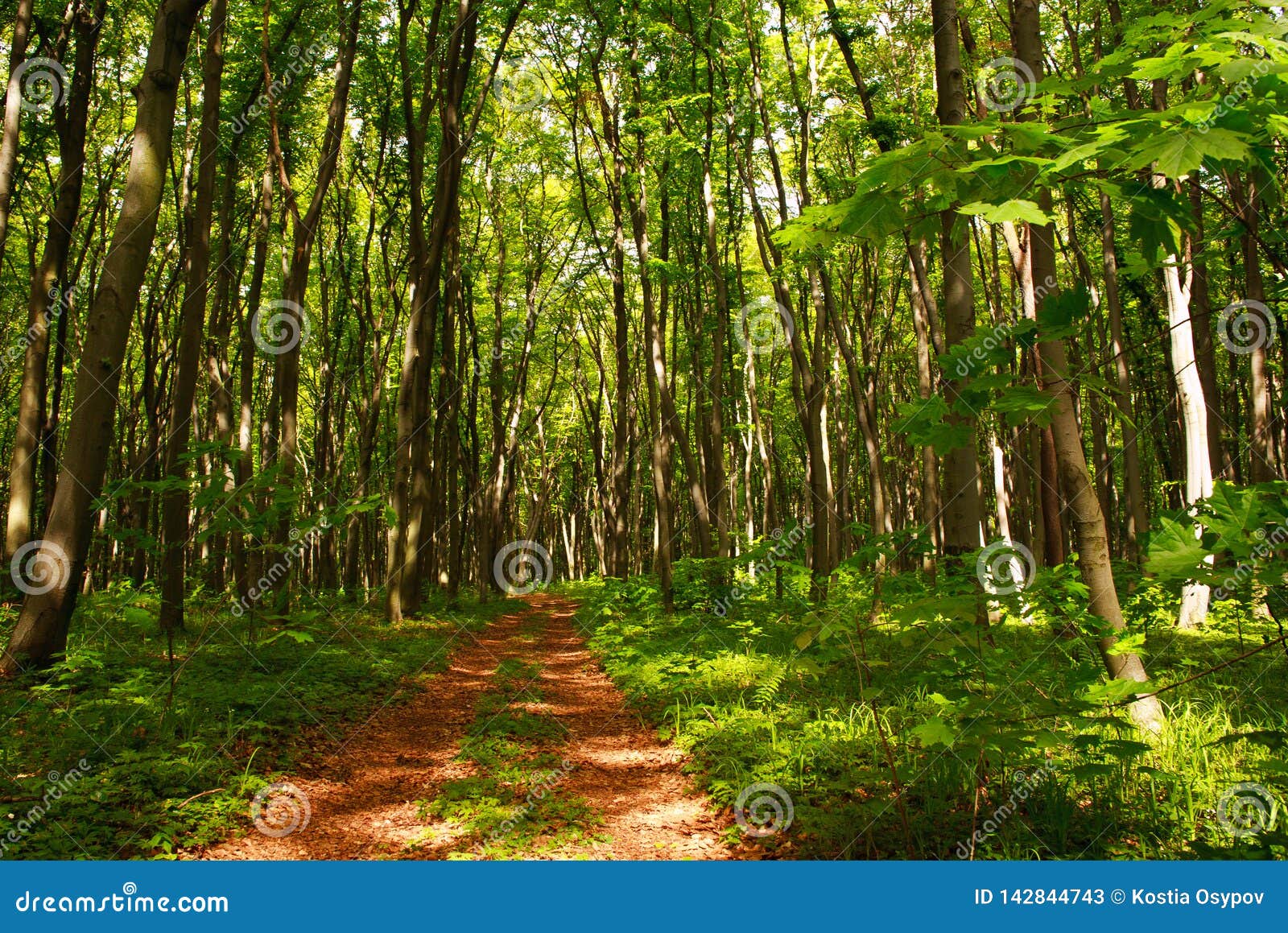 Forest Footpath In Green Deciduous Woods Among The Trees Freshness Of