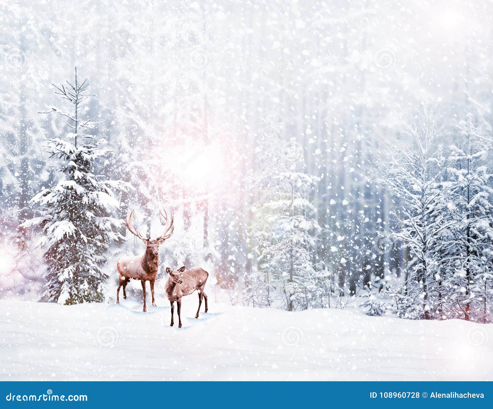 Snow covered trees. deer stock photo. Image of deer - 108960728
