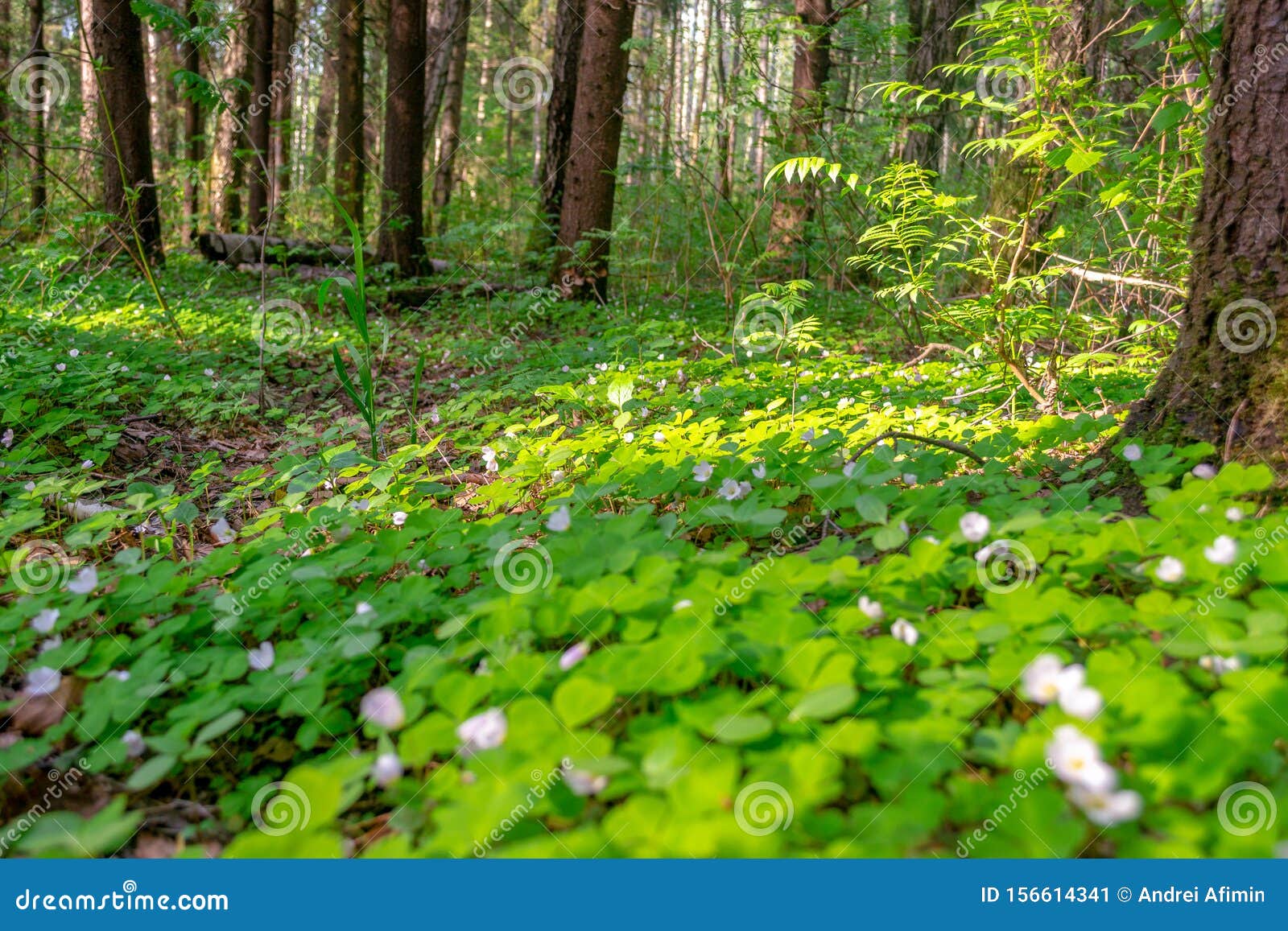forest glade with delicate white and pink flowers of oxalis oregana redwood sorrel, oregon oxalis next to green leaves.