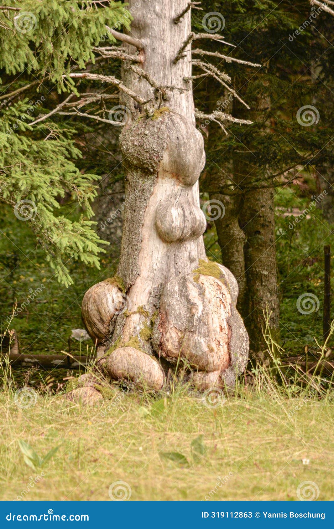 the forest guardian: the tree of mysterious protuberances