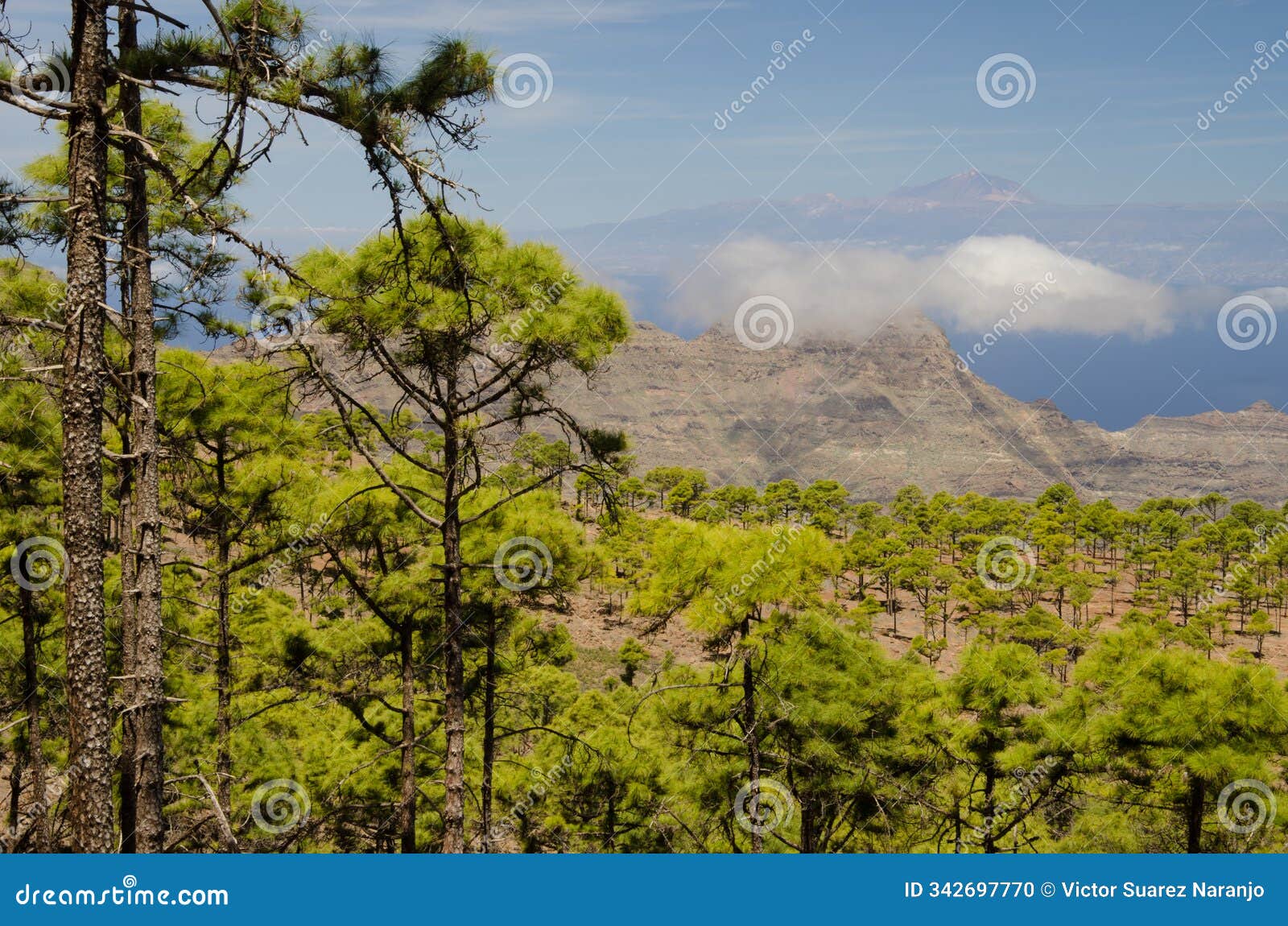 forest, guigui massif and island of tenerife