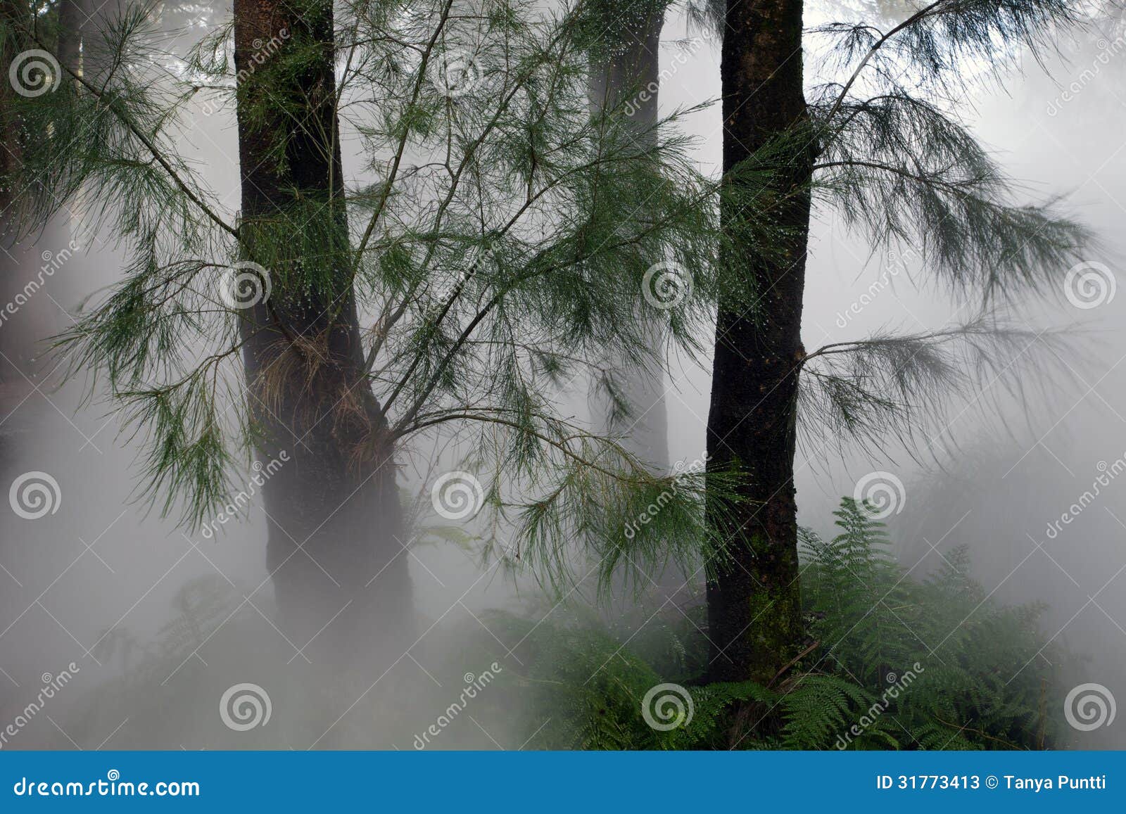 Forest Haze. Neblina y niebla del bosque a través de árboles grandes en Canberra.