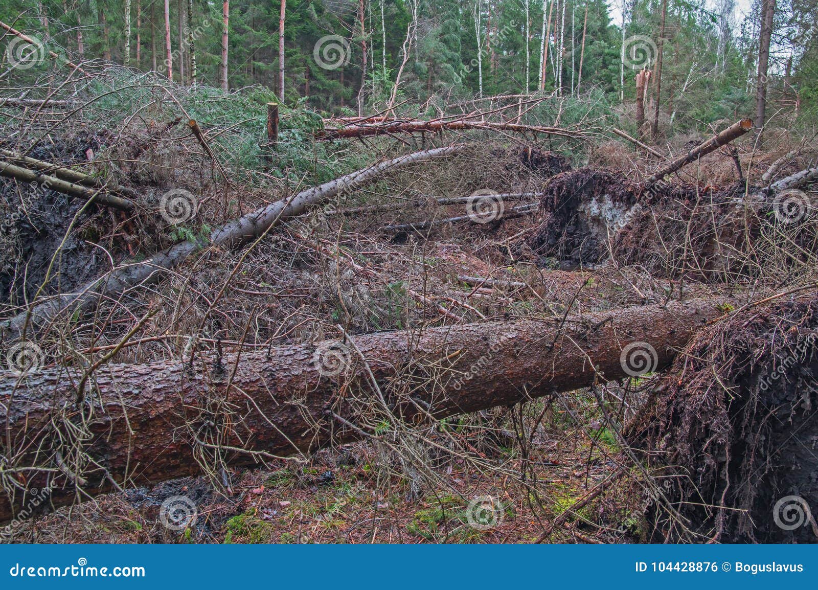 forest after the hurricane.