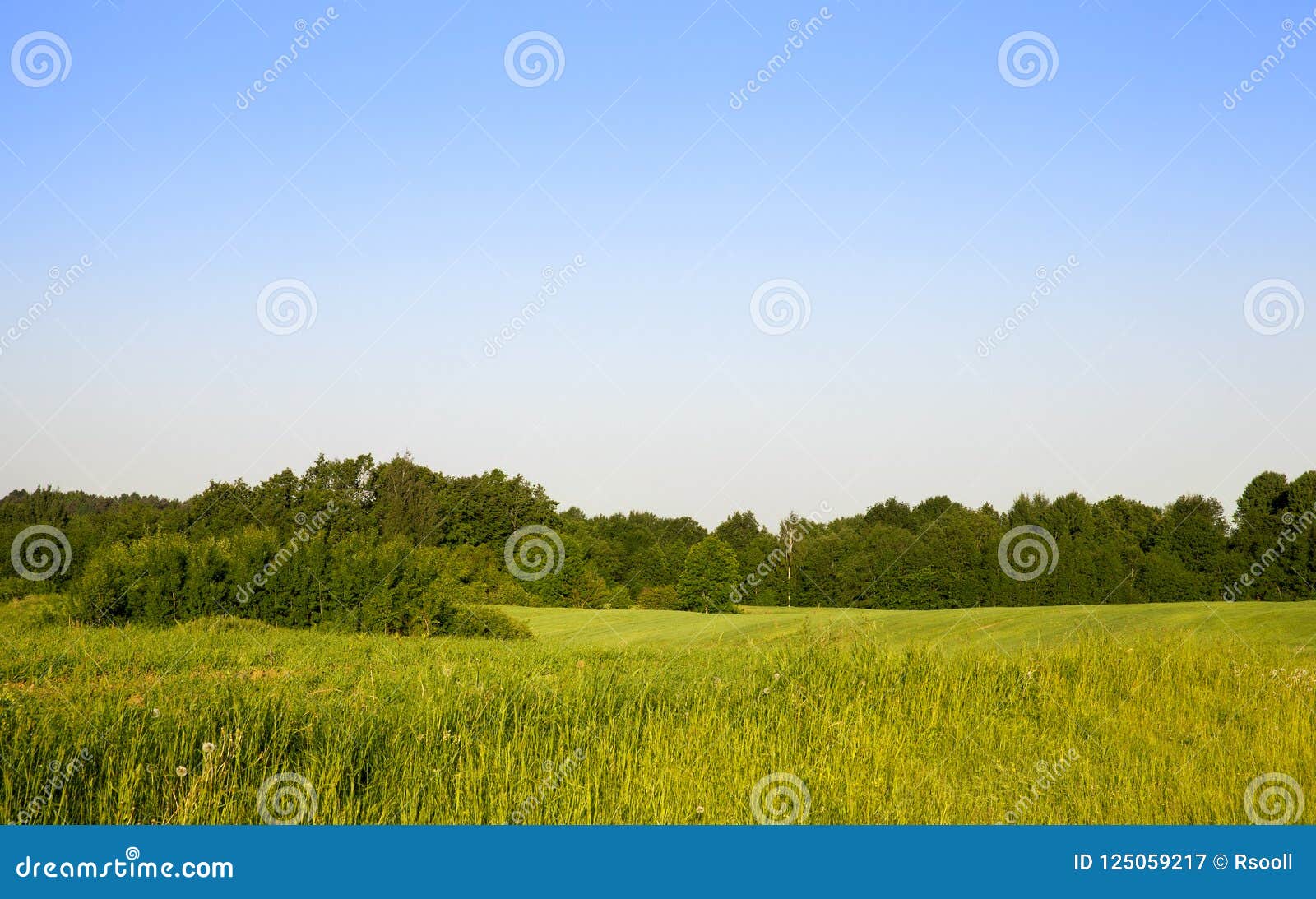 Forest And Individual Trees Stock Image Image Of Field Forest 125059217