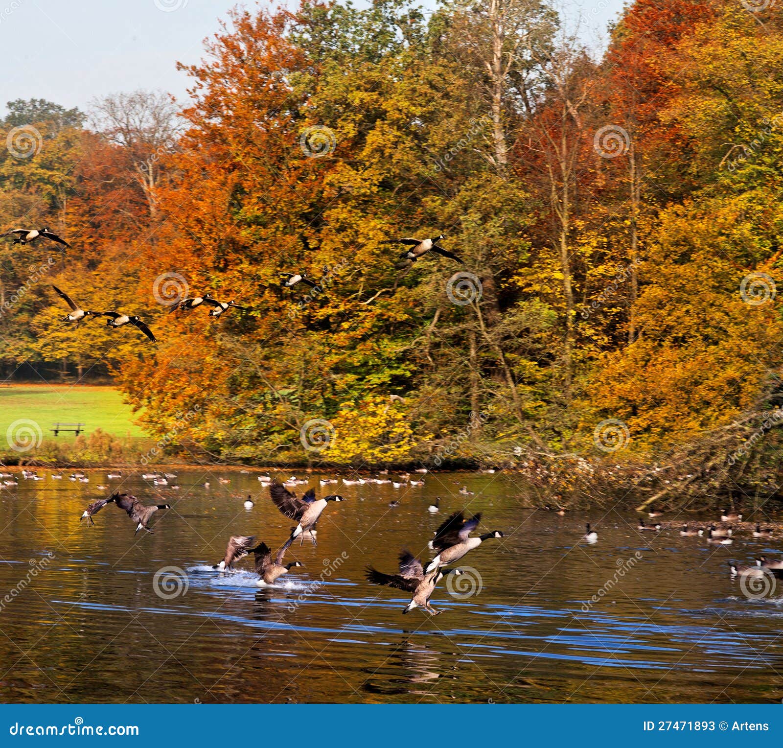 forest lake in the autumn. migratory birds.