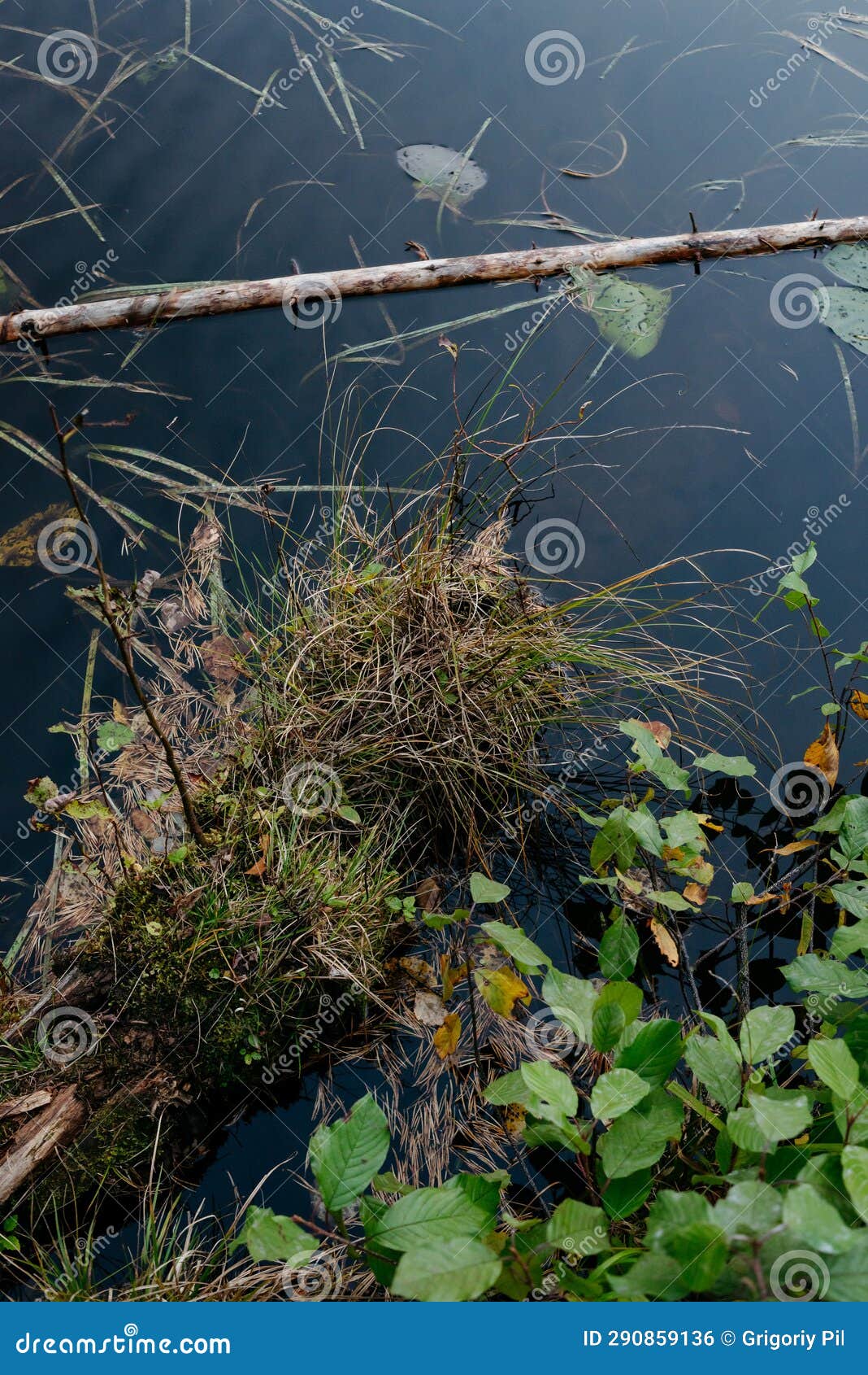 Forest Lake in Autumn after Sunset with Water Lilies Stock Photo