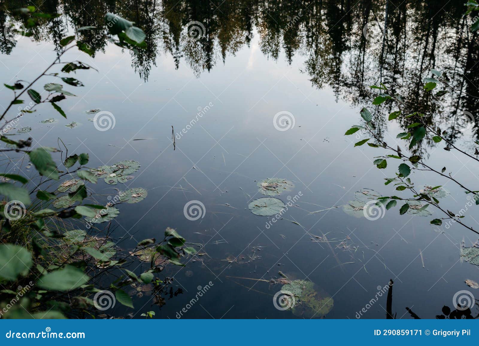 Forest Lake in Autumn after Sunset with Water Lilies Stock Image