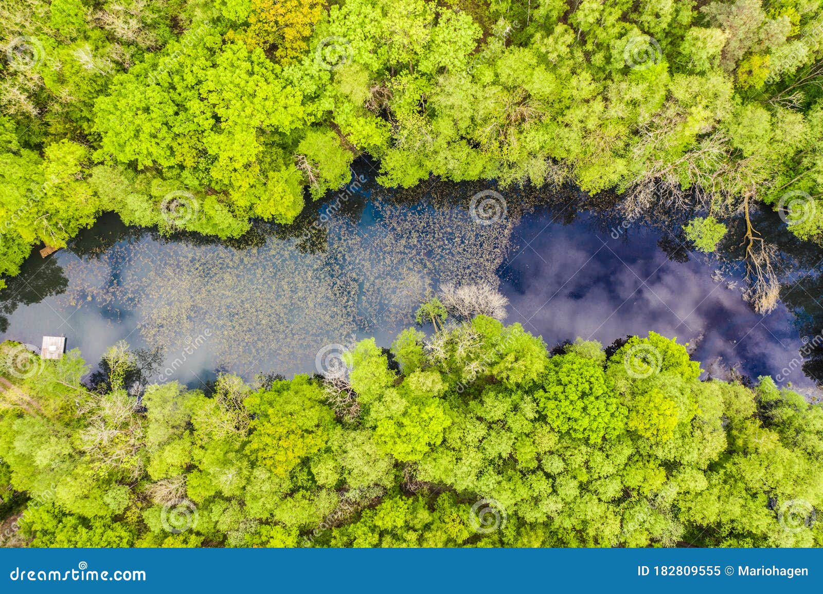 a forest lake nestled in a deciduous forest in spring