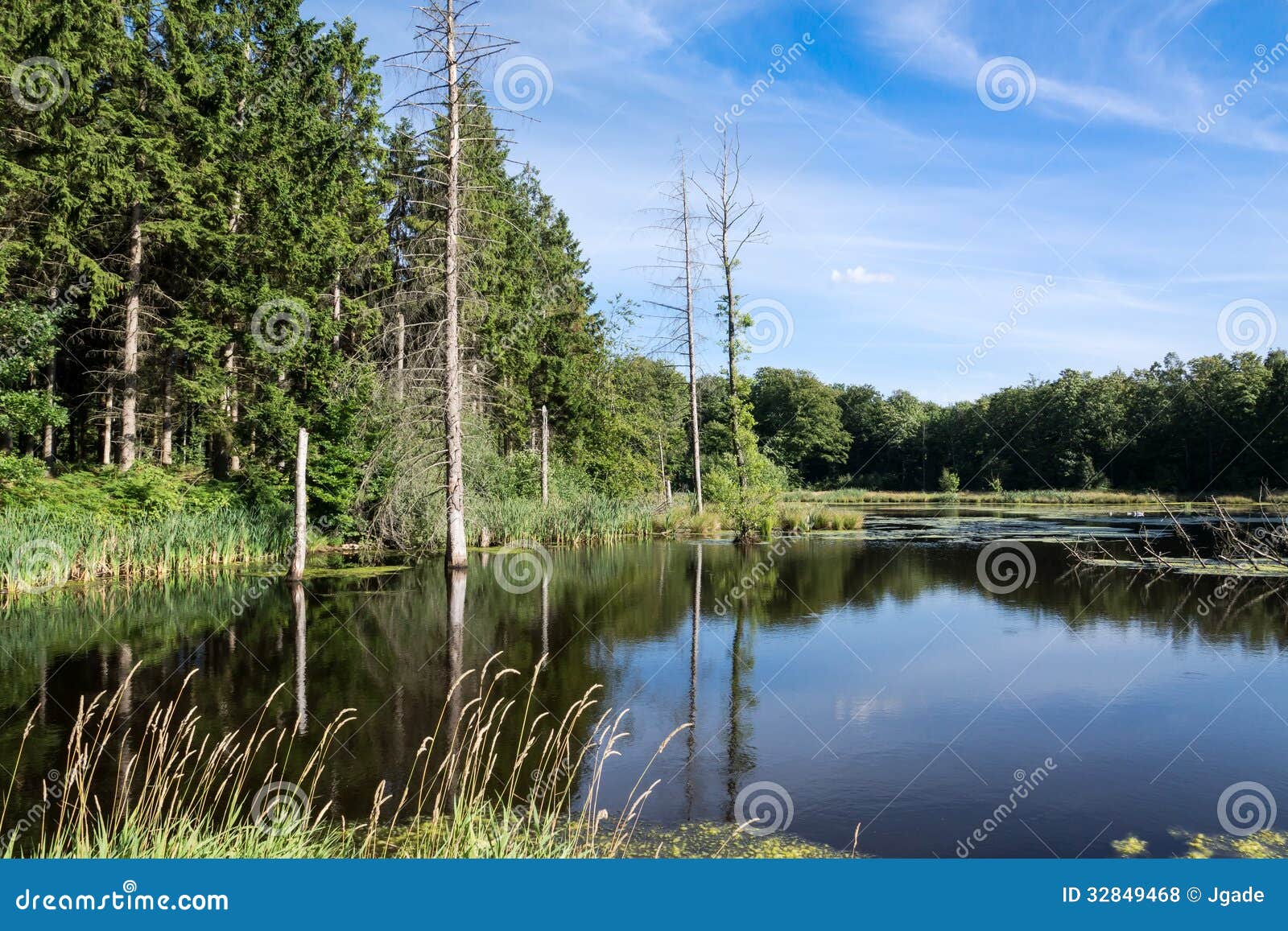 Forest Lake Stock Photo Image Of Spruce Green Clouds 32849468