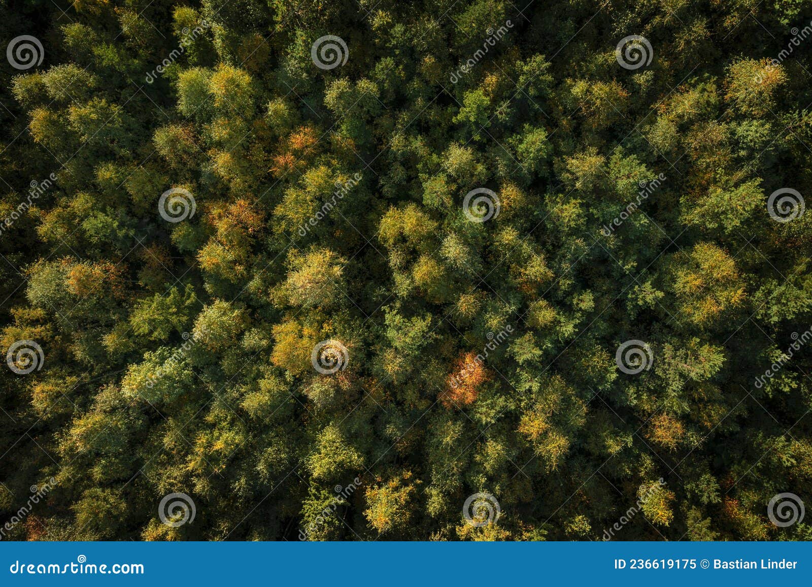 forest at lake siljan from above in dalarna, sweden