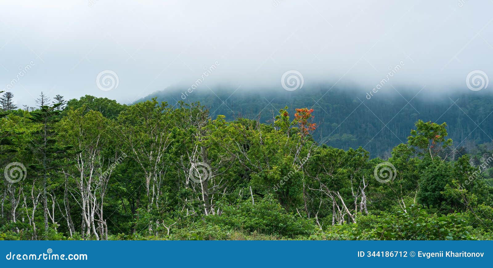 forest landscape of the island of kunashir, twisted trees and undergrowth of dwarf bamboo