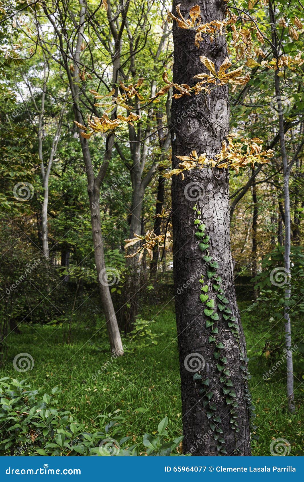 Forest Landscape with Trees and Green Creeper Plant on the Trunk Stock