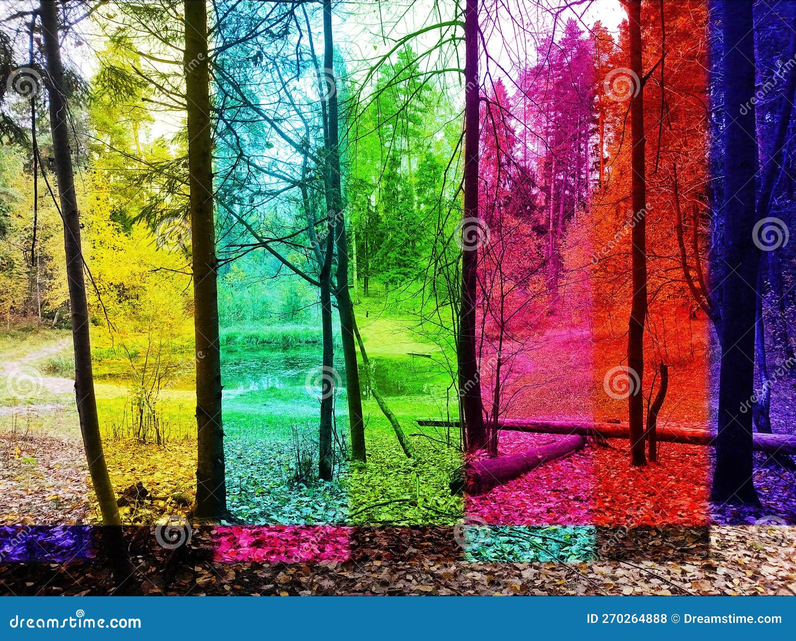 Forest Landscape with Trees and a Small Forest Lake, Post-processed ...