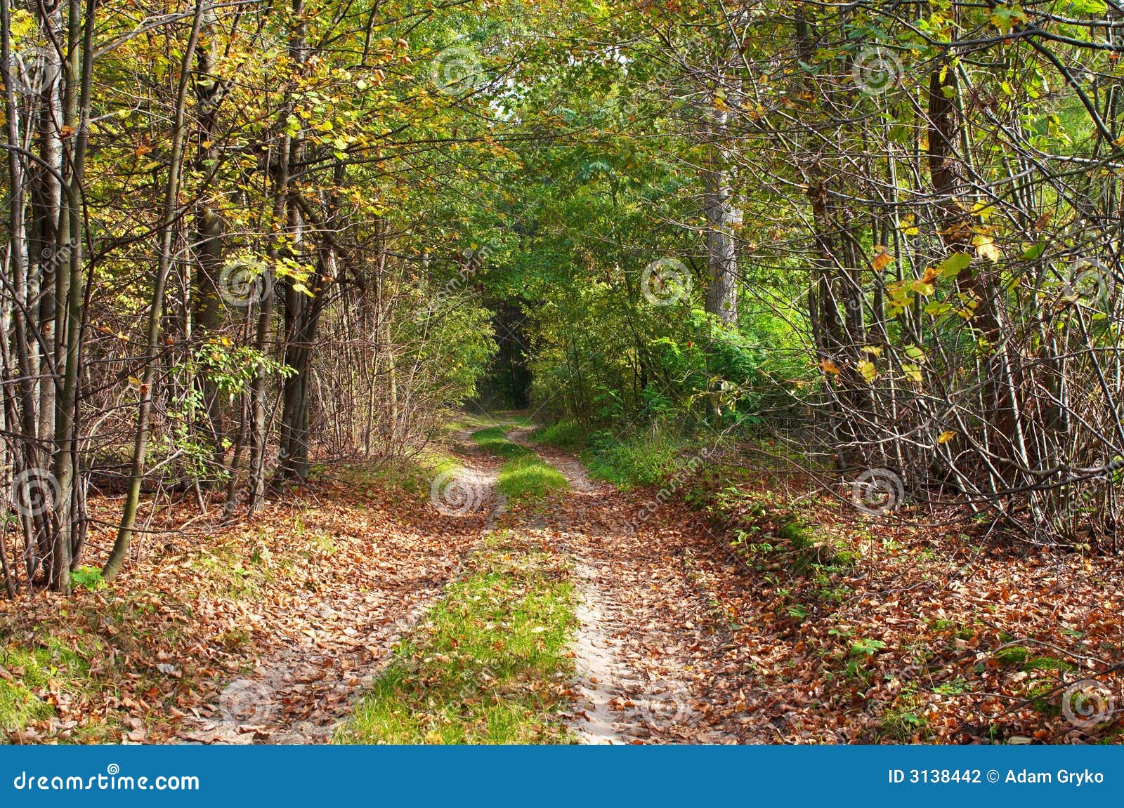 Forest lane stock photo. Image of color, green, path, nature 3138442