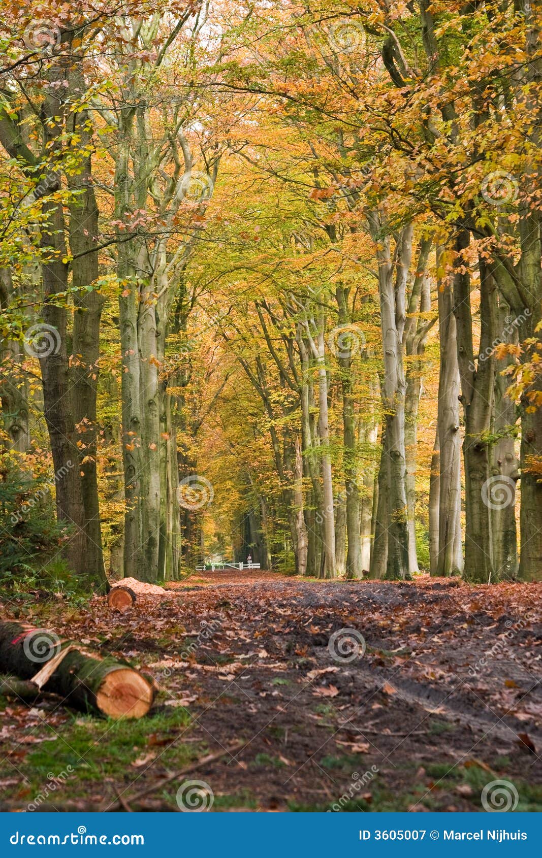 Forest lane stock image. Image of perspective, tranquil 3605007
