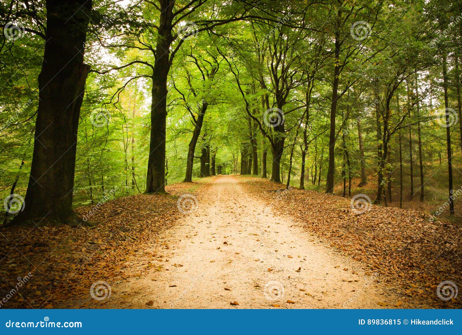 Forest lane stock image. Image of autumn, biking, woods 89836815