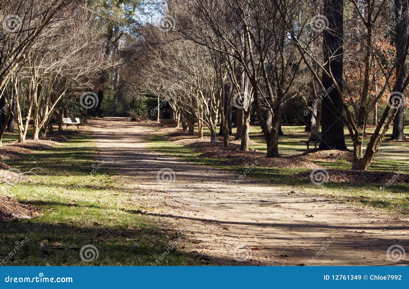 Forest Lane Way stock image. Image of path, shrub, forest 12761349