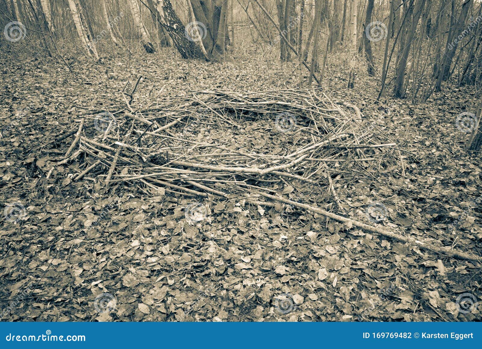 A Forest Lies a Mysterious Circle of Branches, Which Looks Like a Cult