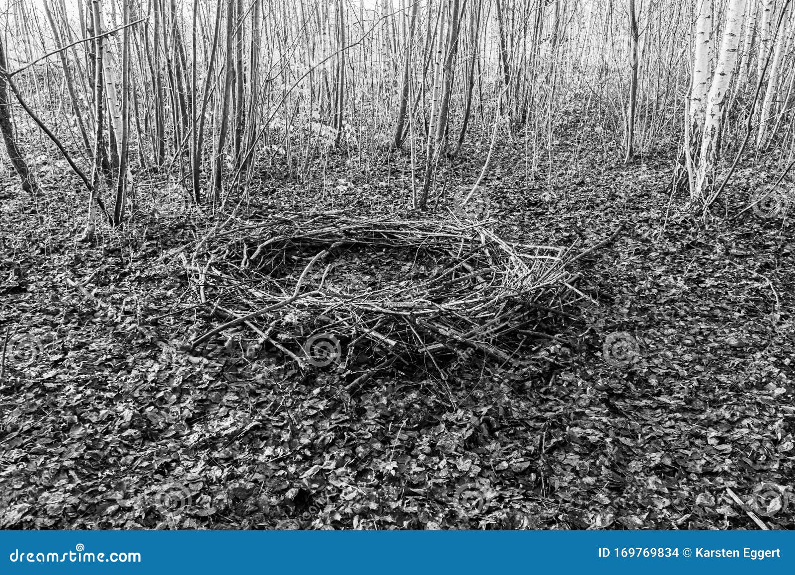A Forest Lies a Mysterious Circle of Branches, Which Looks Like a Cult